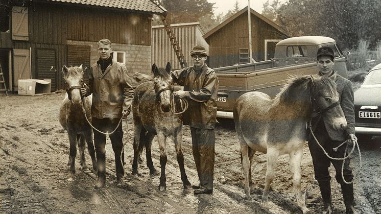Första djuren 1964.jpg