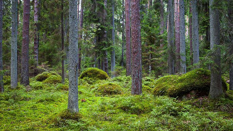 ”Vi behöver kunna mäta och följa upp biologisk mångfald”