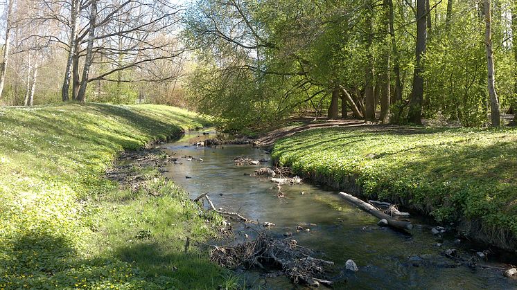 En grönstrukturplan ger förslag på hur gröna värden kan bevaras, förbättras och utvecklas. Foto från Hamrebäcken, Västerås. Foto: Västerås stad