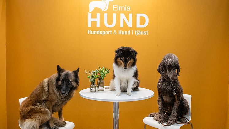 Elmia Hund 2025 tre hundar.jpg