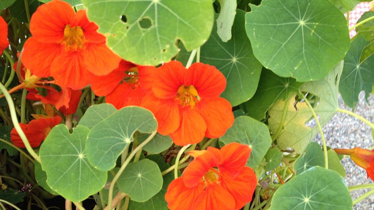 Odla staden - ätbar blomma (krasse)