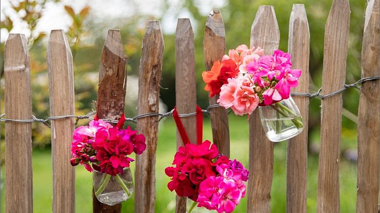 Pelargoner som snittblomma