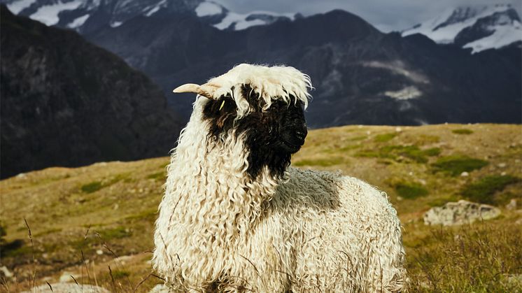 Schwarznasenschaf auf der Zermatter Stafelalpp 