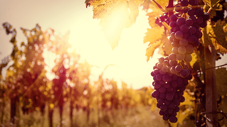 Billede: Italiensk Vinimport DK A/S.