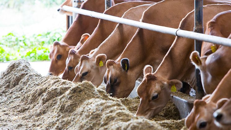 Arla schafft einen Anreiz für den Einsatz von mehr gentechnikfreien Futtermitteln 