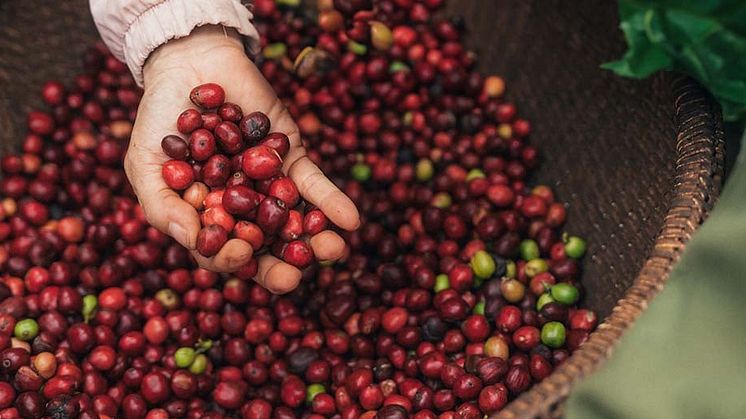 Nescafé Plan 2030 statusrapport viser stigende anvendelse af regenerativt landbrug, højere produktivitet og reducerede drivhusgasudledninger.
