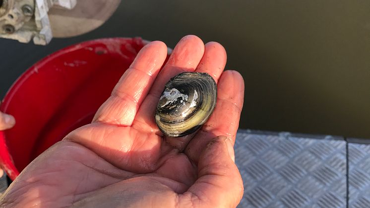 Rödlistad flat dammussla som tagits upp från bottensedimentet i Västerås hamn. Foto: Elin Göthe Nord/Västerås stad.