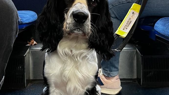 Herbert - medical assistant dog