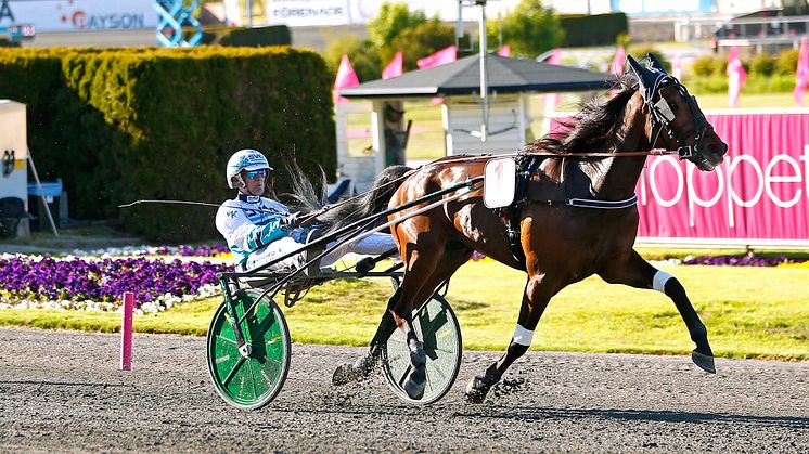 Seismic Wave klar för Elitloppet 2021. Foto: TR Bild