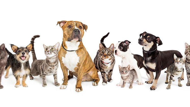 Foto: Susan Schmitz, Shutterstock