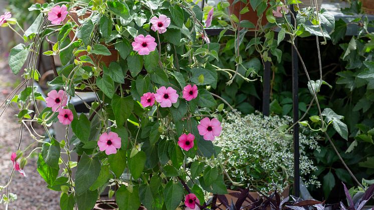 6Årets Sommarblomma 2023 Thunbergia alata Svartöga foto annikasnaturligating B
