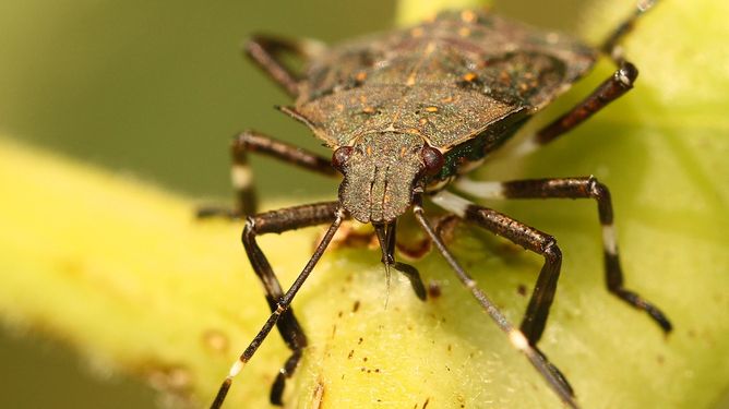 COMMENT: In defence of the stink bug