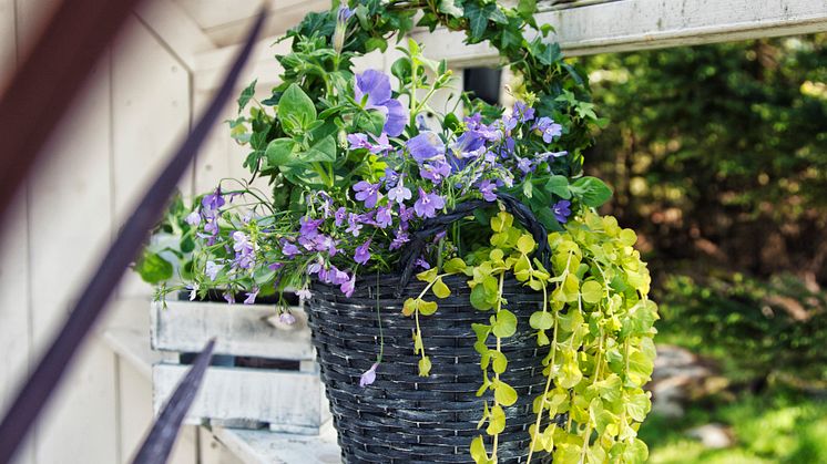 Lättodlad plantering