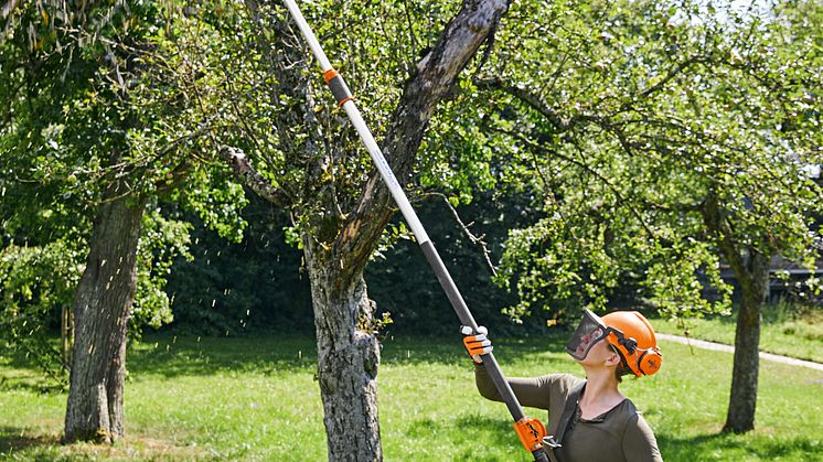 STIHL HTA 135 gjør det enkelt å beskjære høye trær. 
