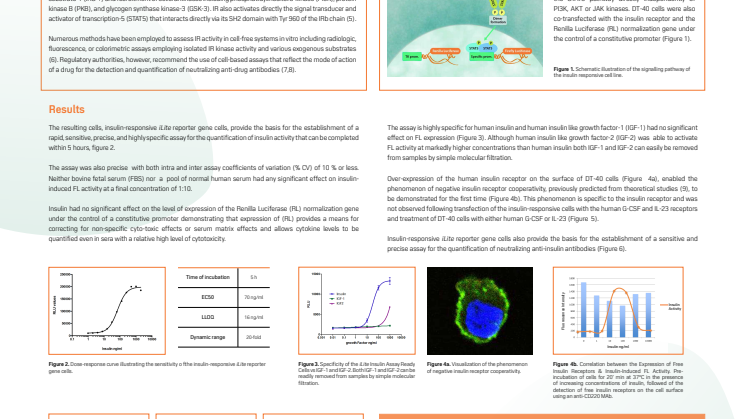 New Scientific Poster on iLite™ Insulin Assay Ready Cell line – Download it now!