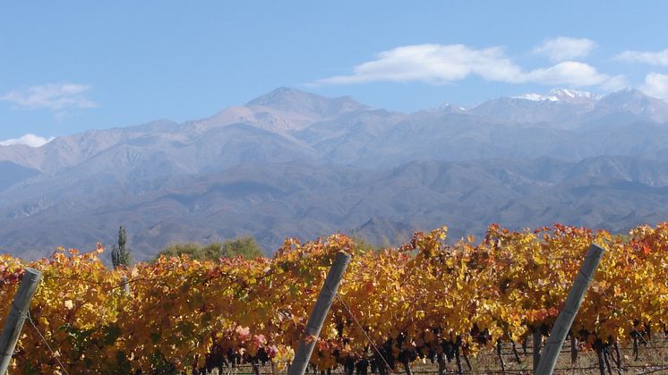 San Pablo vineyard