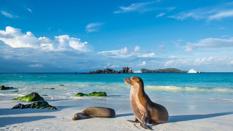 HRX, Galapagos, Espanola Island, Sea lion,©guenterguni-GettyImages-884708080.jpg