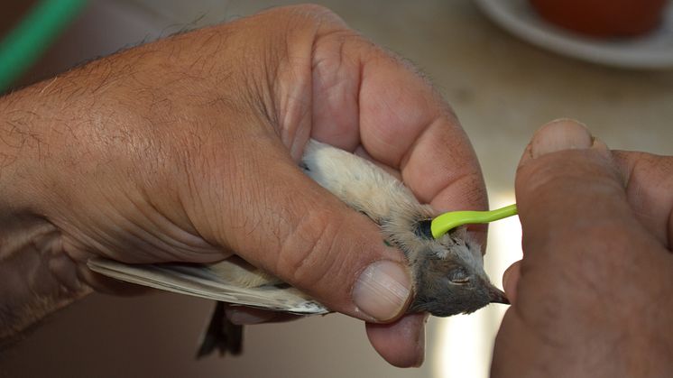 Törnsångare (Sylvia communis), fångad i slöjnät på Capri i Italien, får fästing borttagen av ornitologen Dario Piacentini. Foto: Tove Hoffman