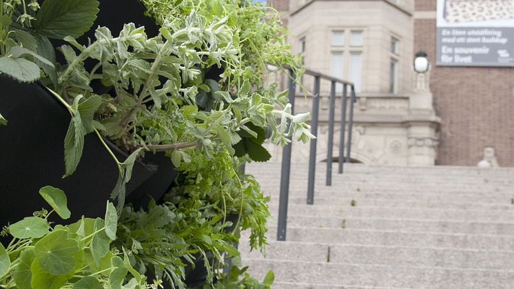Låt den grå betongen blomma i grönt - Odla staden ny utställning om stadsodling