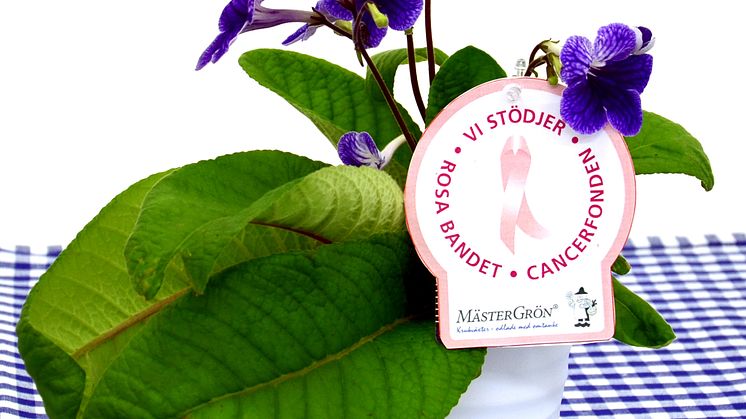Dagens Rosa Produkt 5 oktober - en Kornettblomma från Mäster Grön