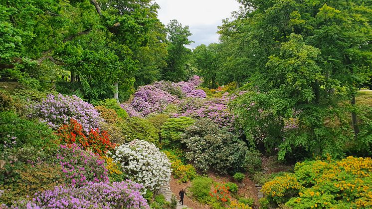 Sofiero Rhododendronravinen