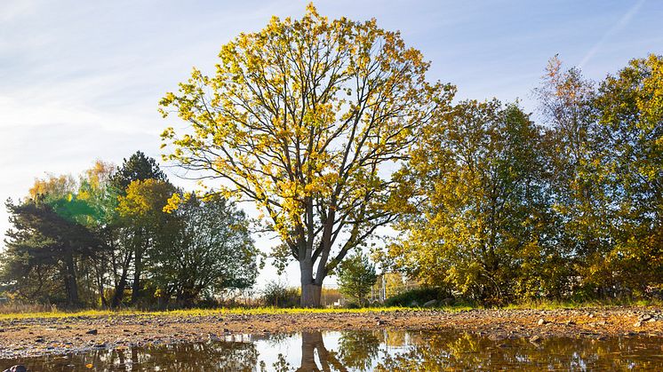 Ängelholm gör sig redo för en historisk ekflytt!