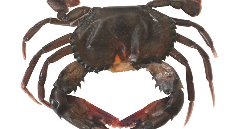 Soft Shell Crab_thawed_rgb.jpg