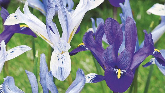 Iris Blue Orchid