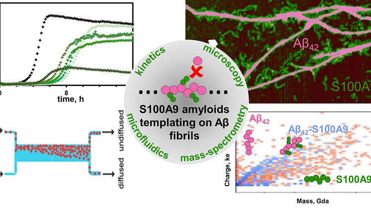 Templerande S100A9-amyloider på Afi-fibrillarytor avslöjade genom laddningsdetektionsmasspektrometri, mikroskopi, kinetisk och mikrofluidisk analys