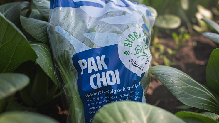 Pak Choi_3