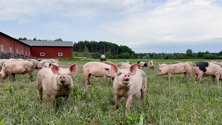 Två av tre vill ha julskinka från en utegris