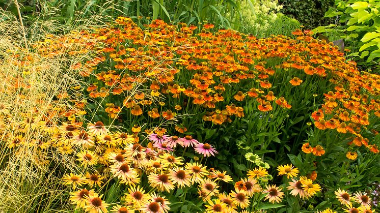 Solbrud 'Waltraut' Solhatt mix Blomsterlandet 2023