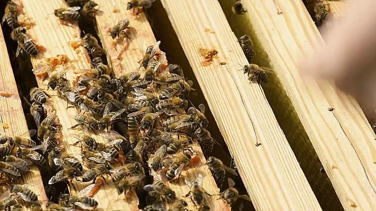 Varför behövs Svenska Bin – en biodlare berättar