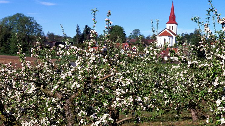Äppelblom på Österlen