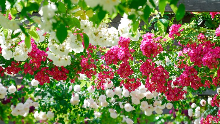 Nordic Roses 2024 besöker Helsingborg i sommar 