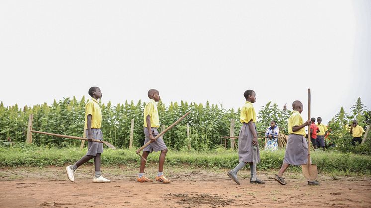 Bilden är från Uganda och ett annat av de projekt som Vi-skogen stödjer där skolbarn i att lära sig odla hållbart. Fotograf: Mark Wahwai