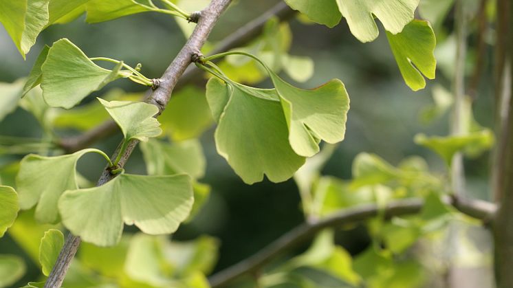 Ginkgo - världens äldsta träd!
