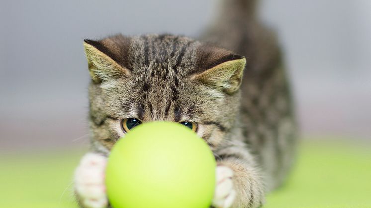Kattunge med boll