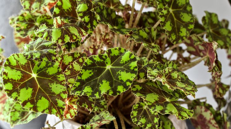 Rexbegonia