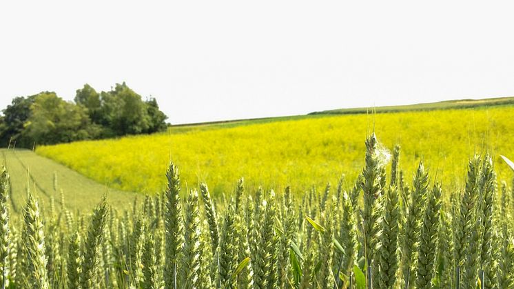 Harmony_image_2