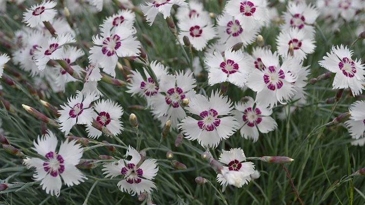 Fjädernejlika, Dianthus Plumarius-Gruppen 'Marieberg' Svenskt kulturarv