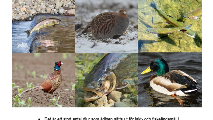 Rapport 2020:23 – Djurskydd vid utsättning av djur för jakt- och fiskeändamål