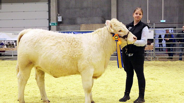 Best in Show Nöt avgjordes lördagen den 17 februari. Vinnare blev charolaiskvigan Doree av Tranberga.