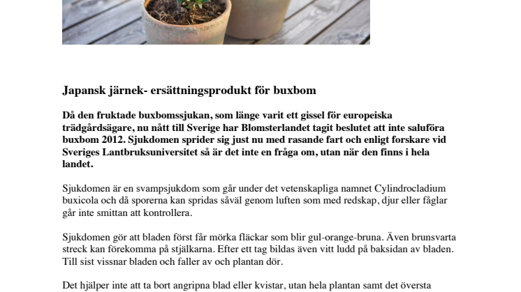 Japansk järnek - ersättningsprodukt för buxbom