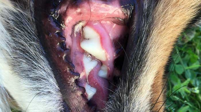 En Australian Shepherd som precis har fått sin tandsten borttagen. Foto: Christine Jakobsson, SLU.