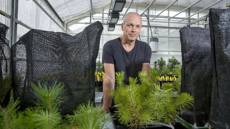 Professor Torgny Näsholm has developed a sustainable fertilizer which ensures a well developed root system as well as faster establishment and growth. Photo: Johan Gunséus.