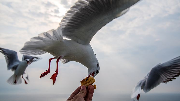EXPERT COMMENT: Ruffled feathers: angry Britons’ battle with dive-bombing birds moves inland