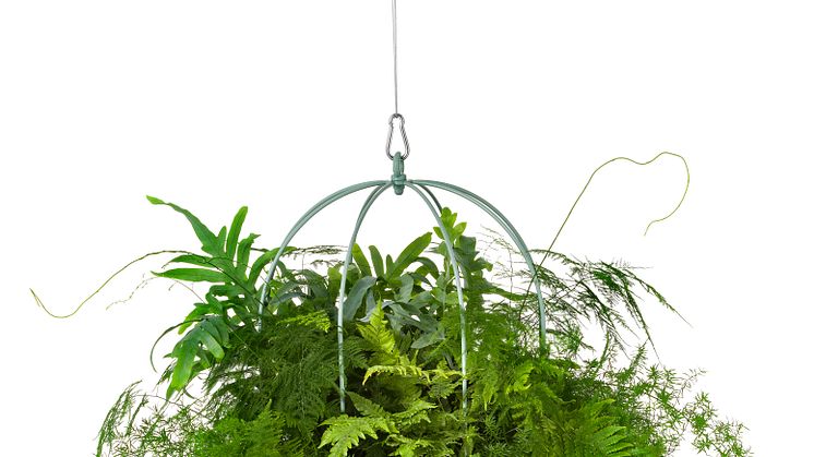 Cacti ampel / hanging basket , design Anki Gneib