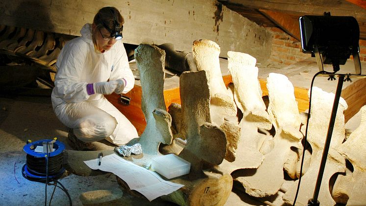 Den otillgängliga valvinden på Göteborgs Naturhistoriska Museum 