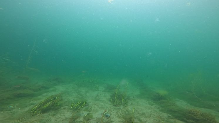 Knaggrocka släpps ut i Gullmarsfjorden